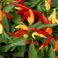 Capsicum peppers on plant