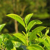 Green tea leaves