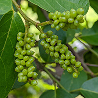 Gymnema plant leaves and berries