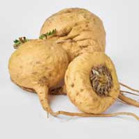 Maca root