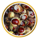 Castanha-da-Índia